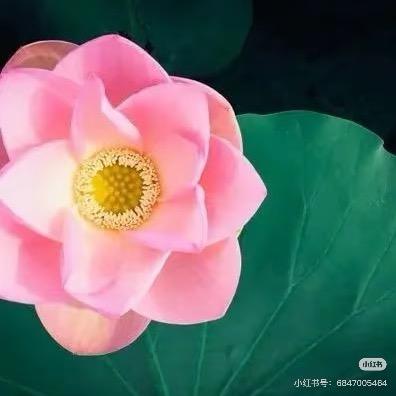 富贵花刘美女