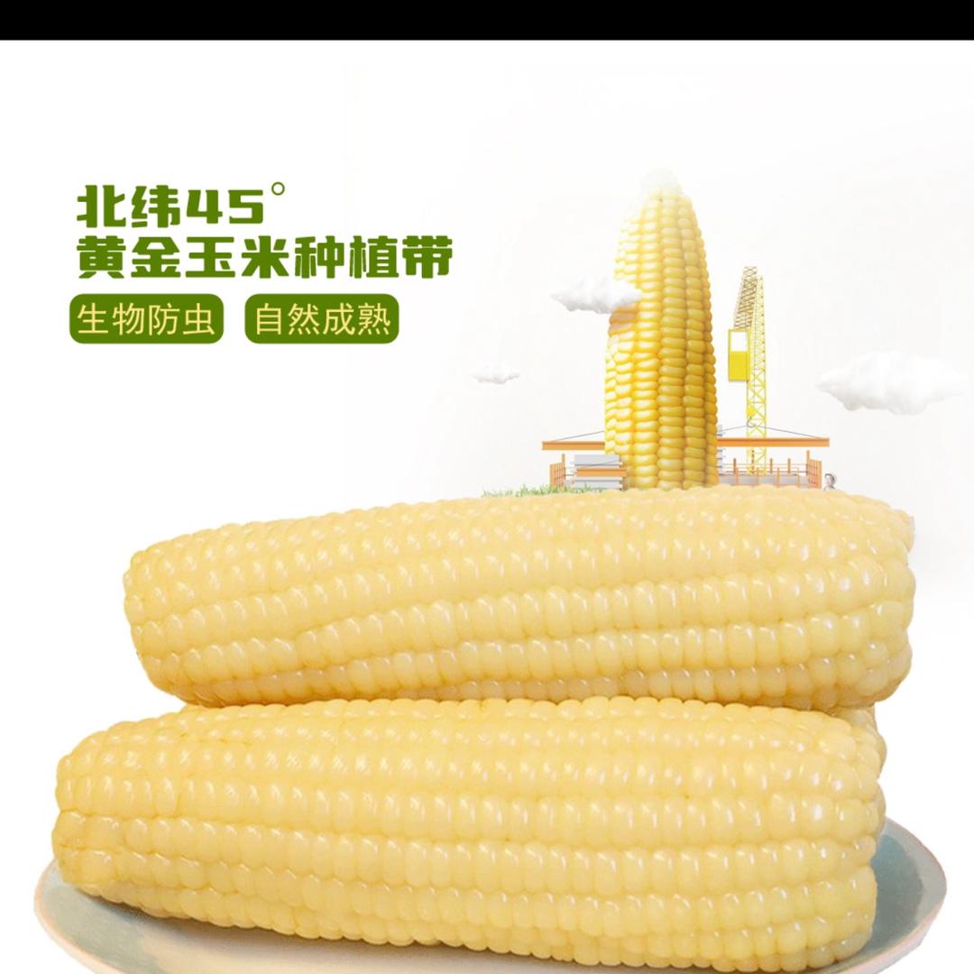 🌽香香糯玉米🌽