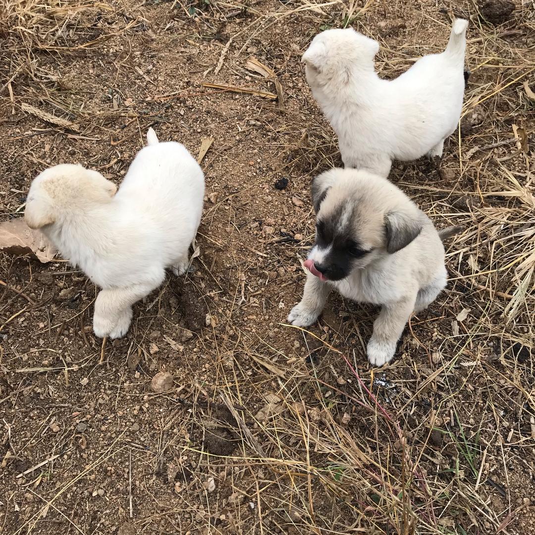 罗密欧与忽必烈