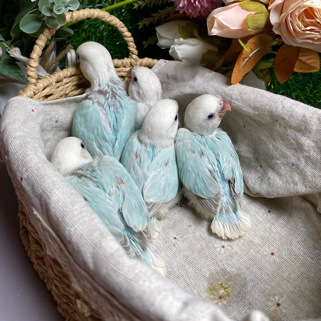 王咩咩家的牡丹鹦鹉