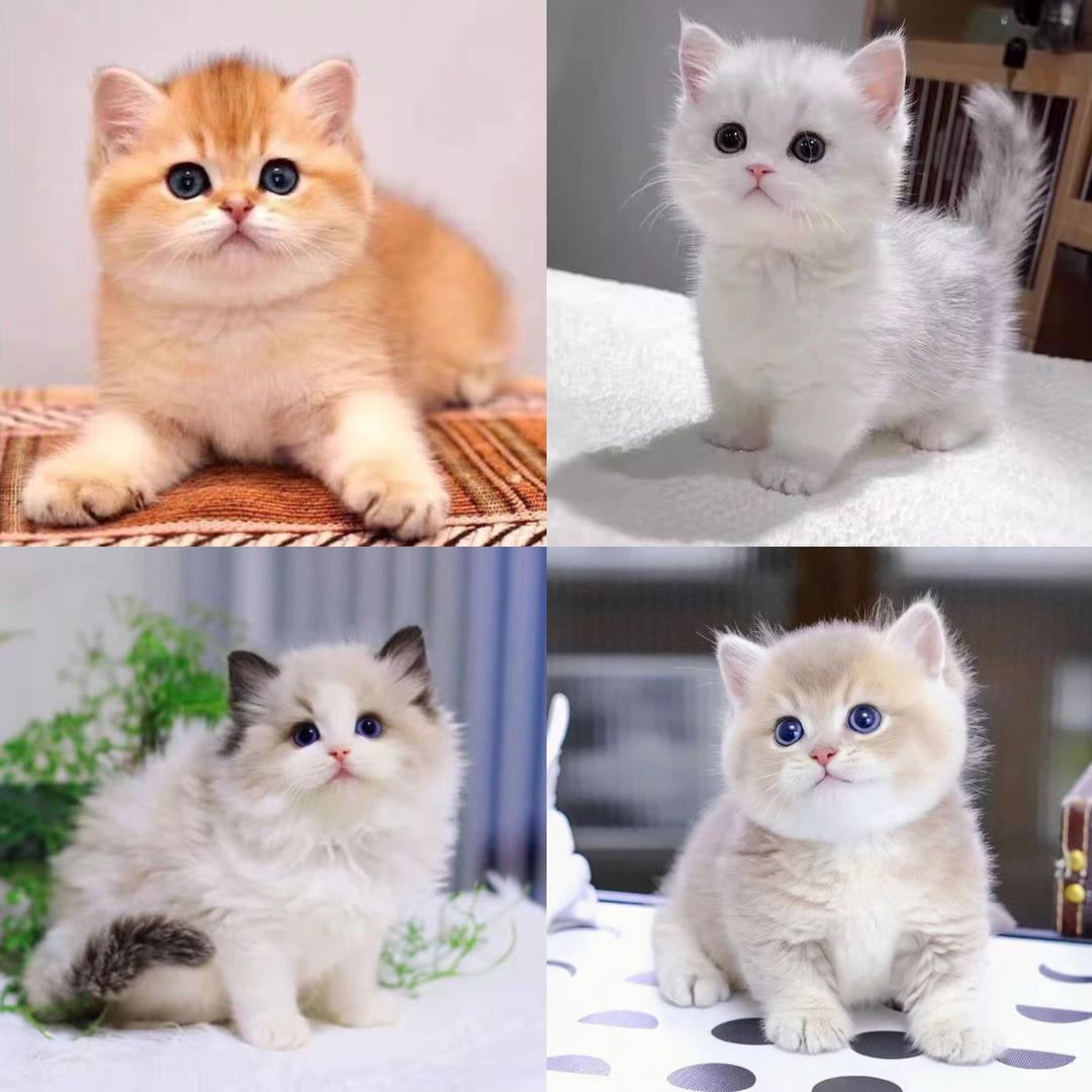 雅宠猫舍