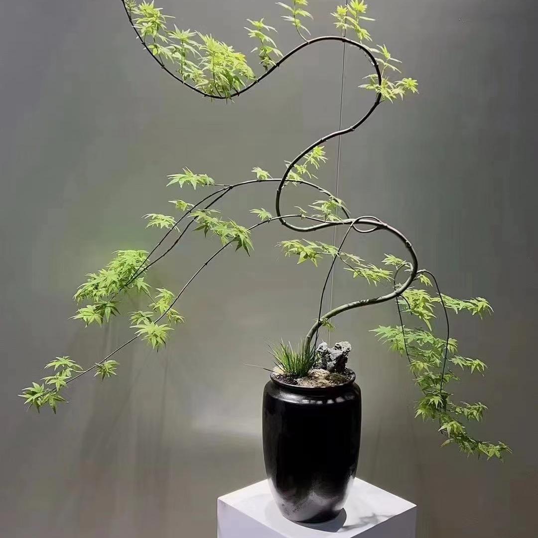 旭之韵精品花卉