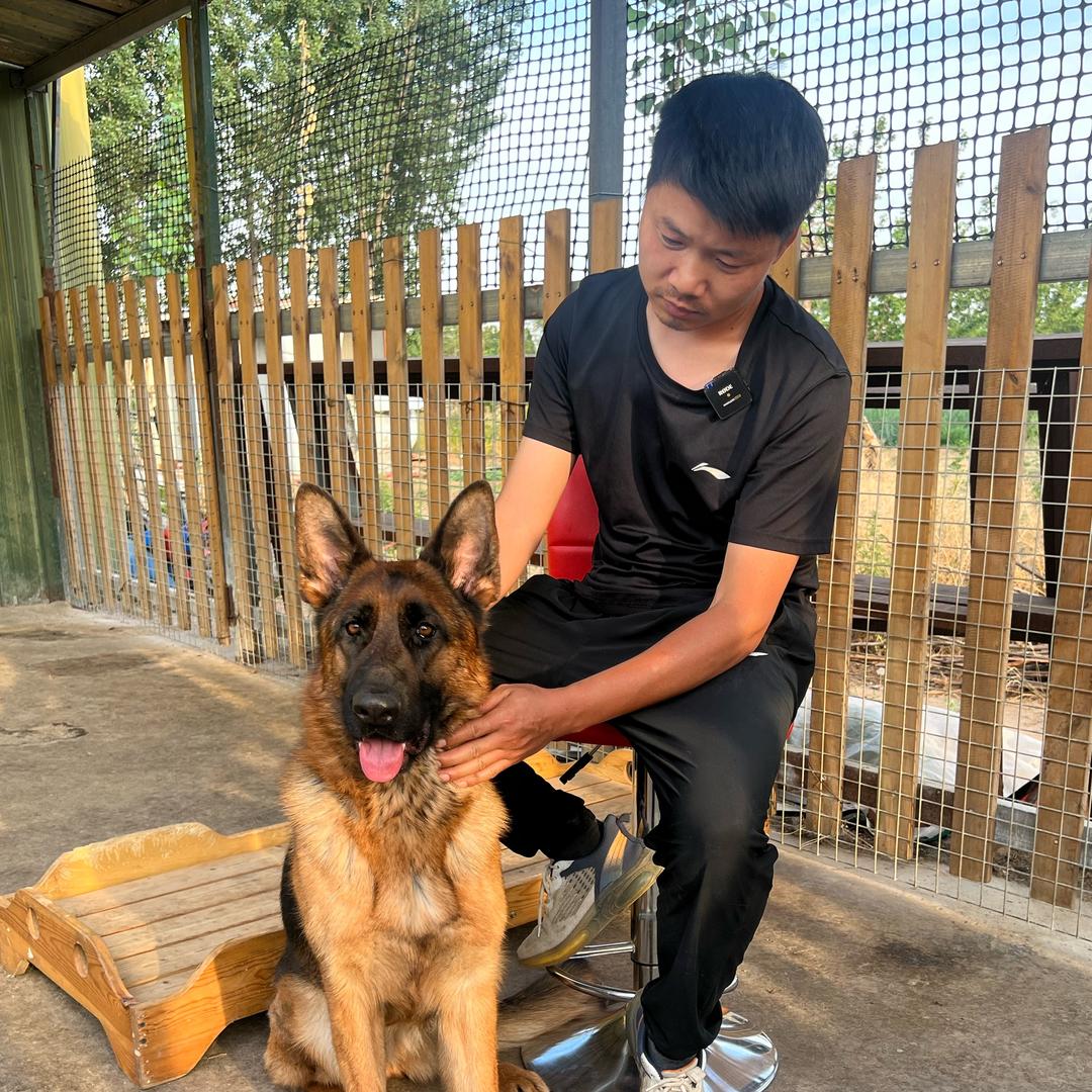 郑州小马训犬