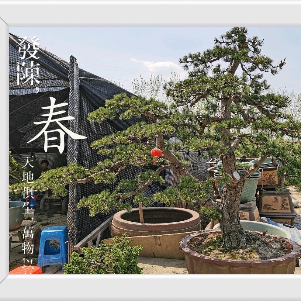 彬之赫盆景园