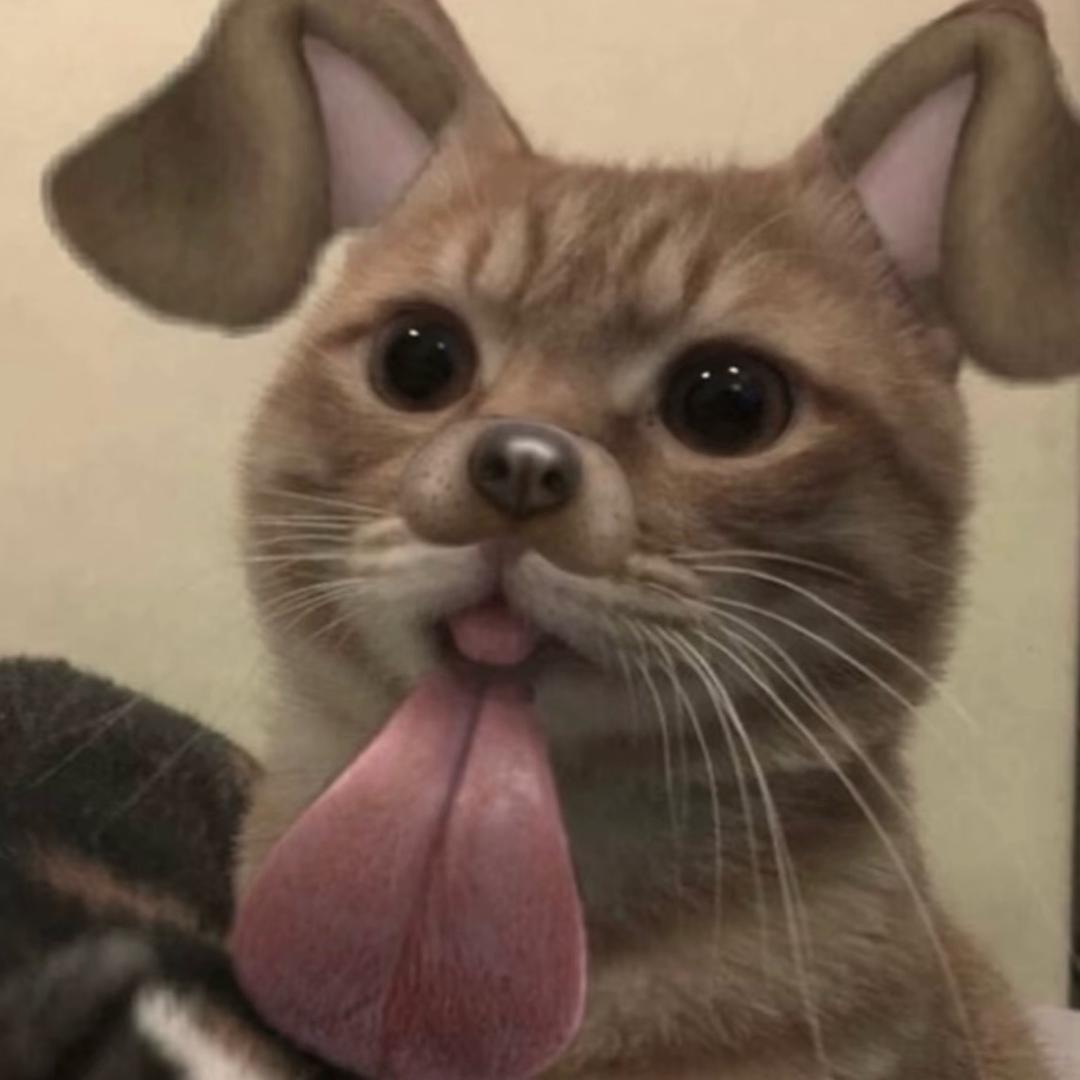 你呆呆的好可爱