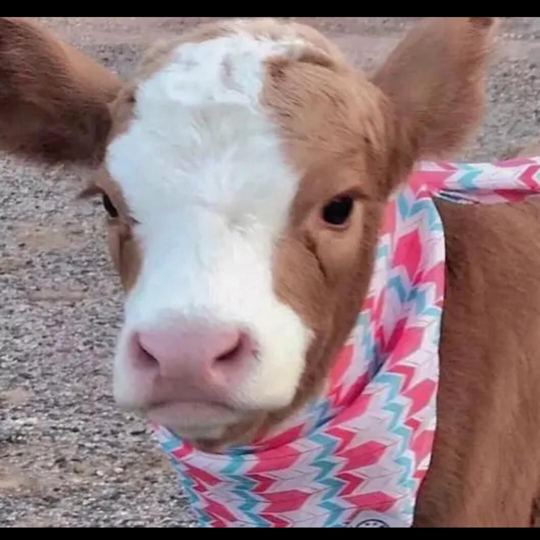 小牛肉卷🐮（三角洲）