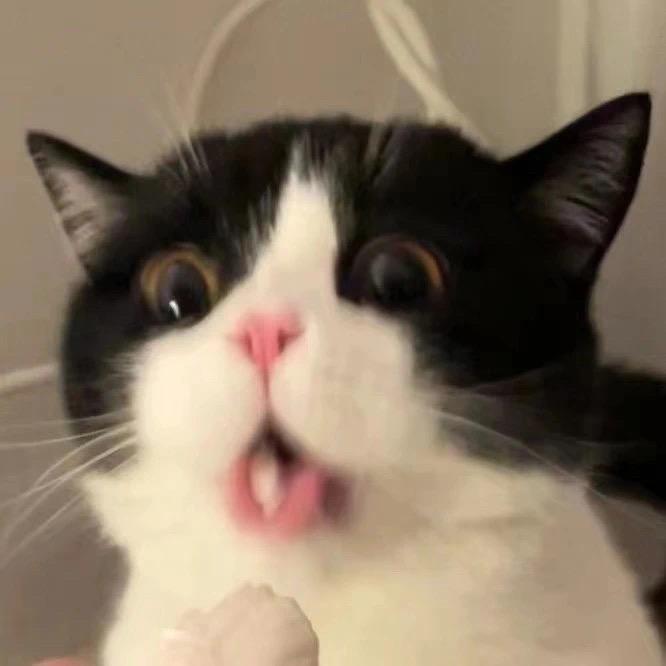 金圆包爱吃猫豆豆