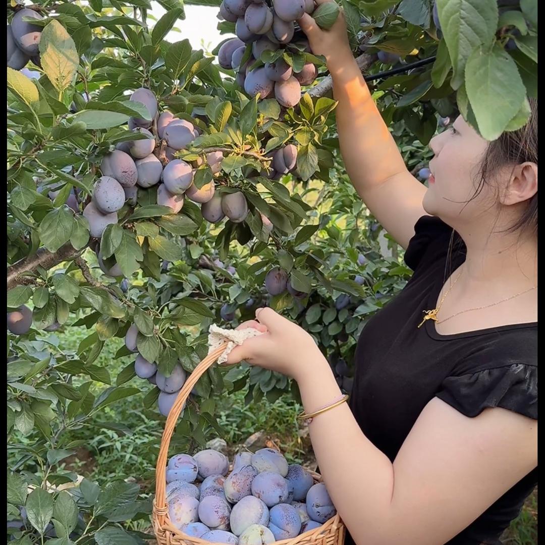 雀森森雅果树苗木专卖店