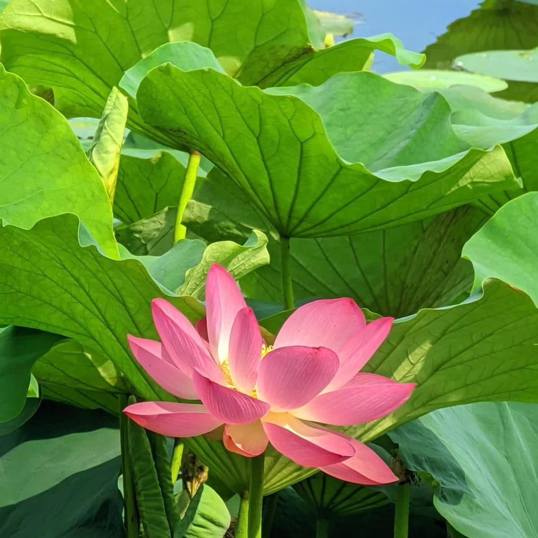 土土土土