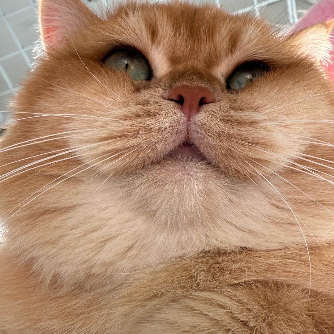 我有一队小猪咪