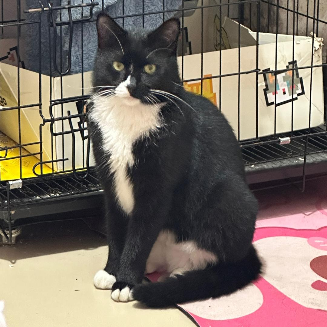 🌈招财是只喵🐱