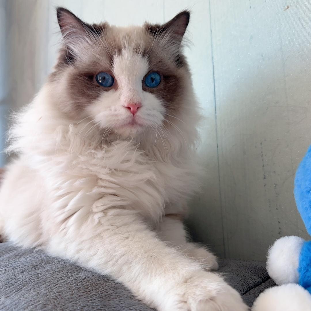 丸子张和猫🐱