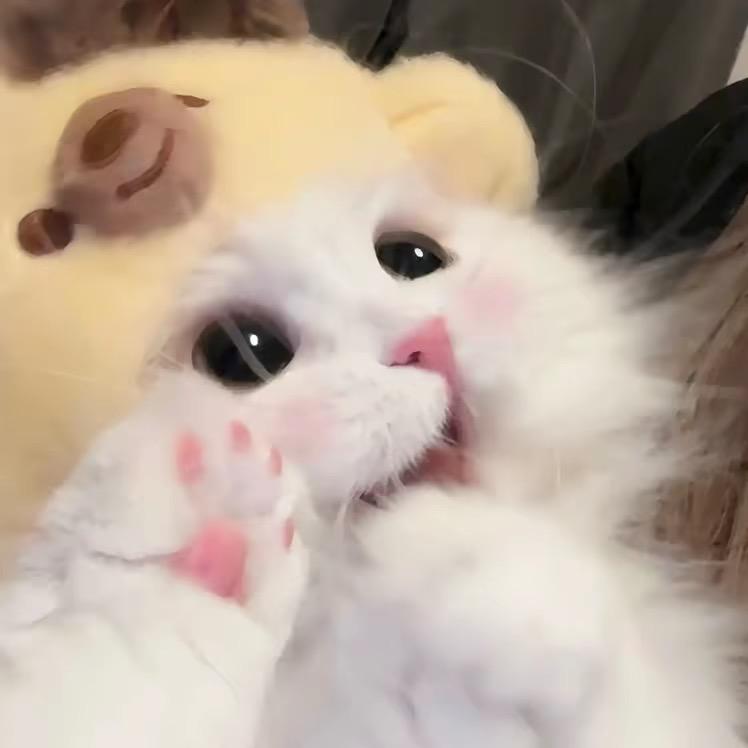 猫宁