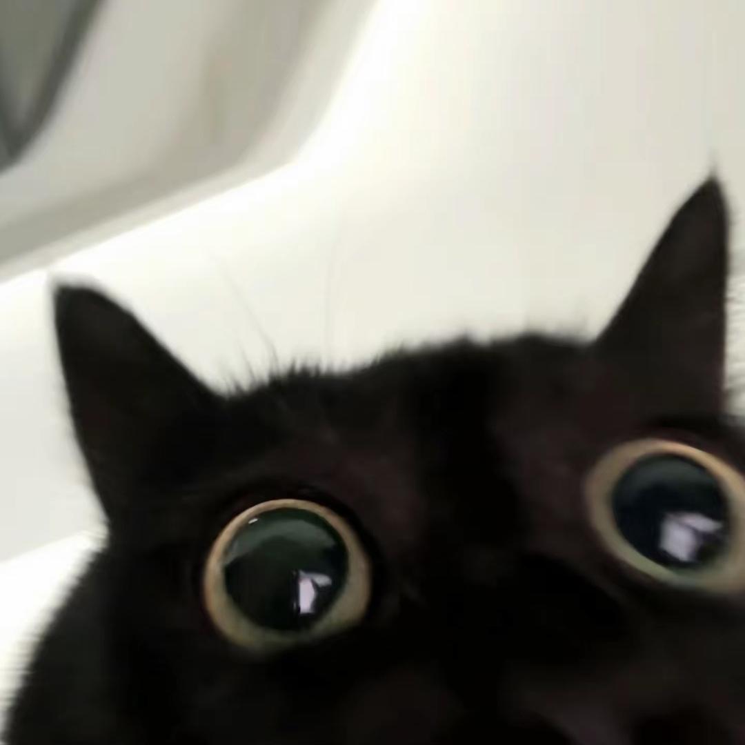 风华绝代小黑喵