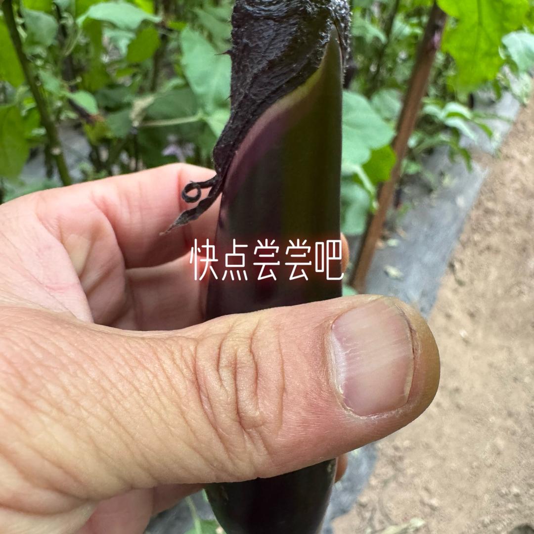 东北特色蔬菜推广