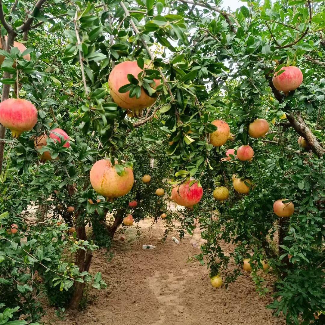 榴烁种植农场