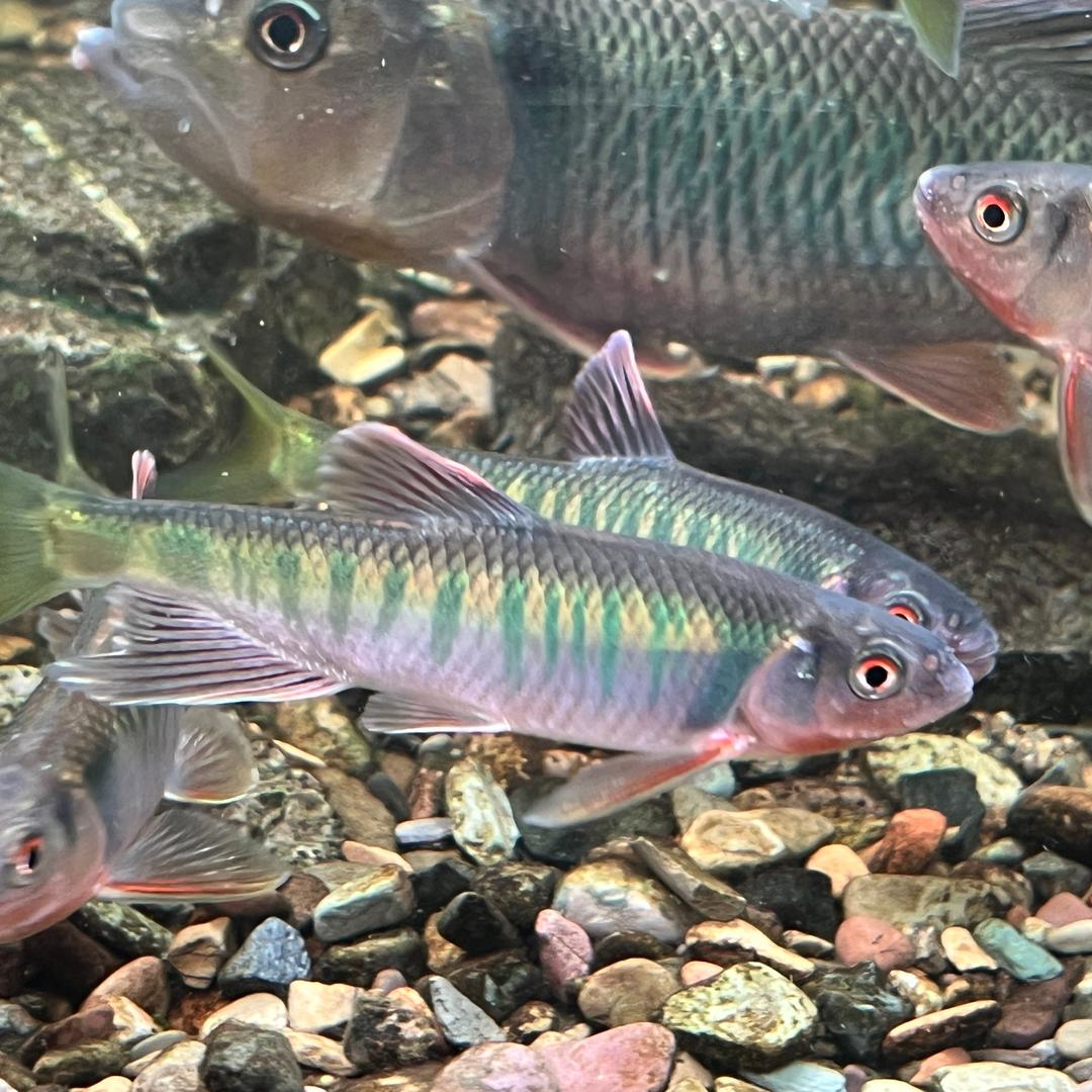 溪流钓-大苏原生