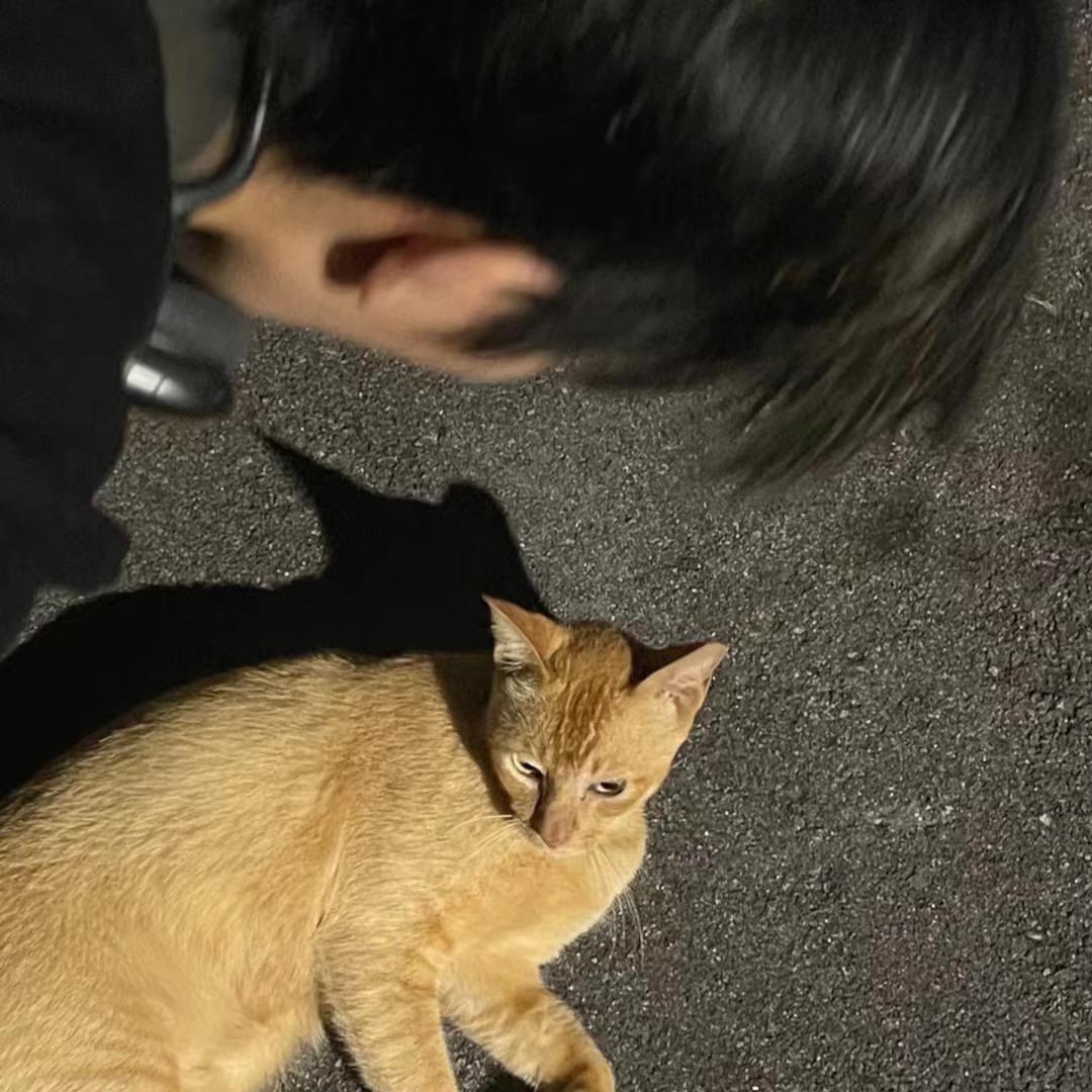 小黄（增肌中）