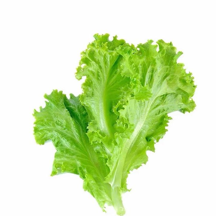 木.子