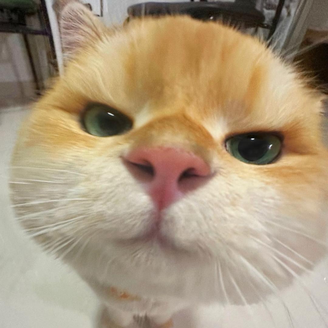 良心猫舍-Ach1eY