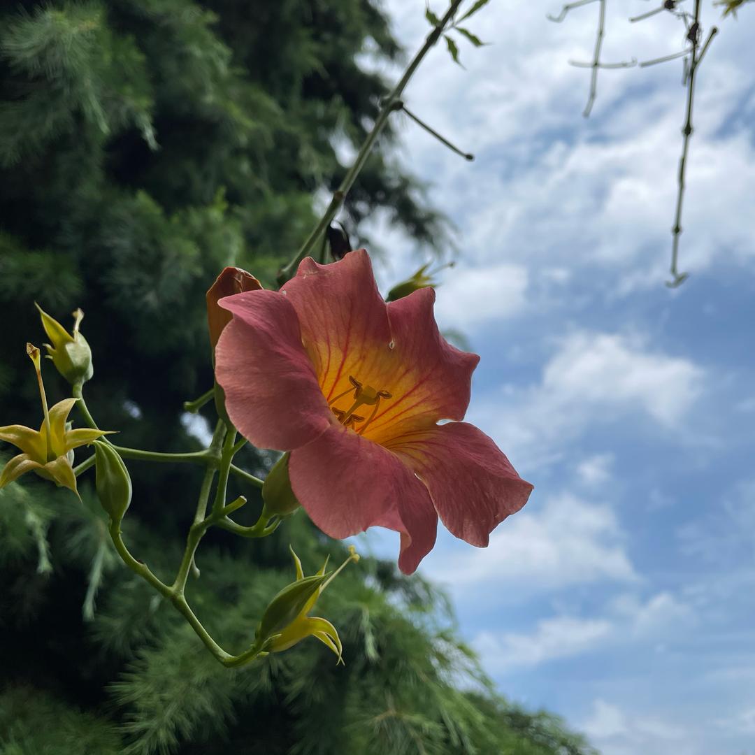 木木的积极森林