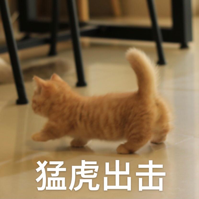 IYO矮哟猫主题休闲馆·猫咖