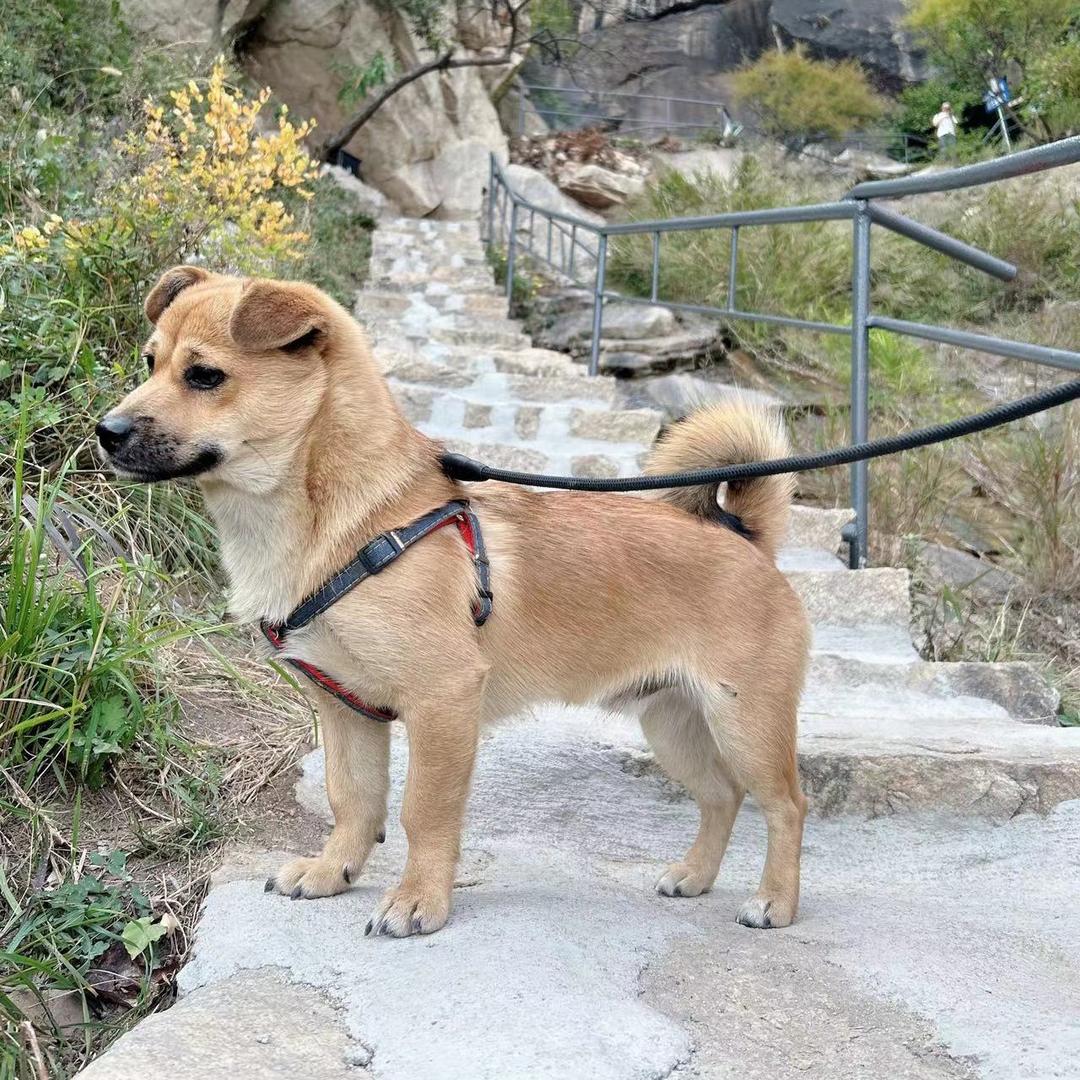 家有小🐶两三只