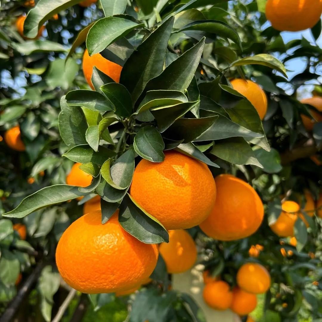 爱媛橙子果园