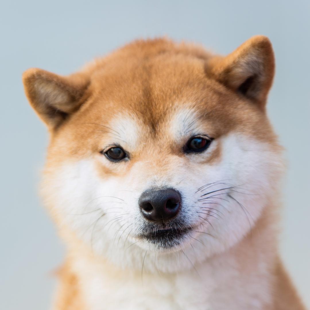 浙江柴犬公社