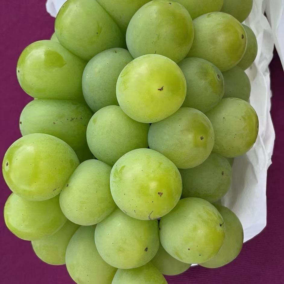 马陆小龙葡萄园