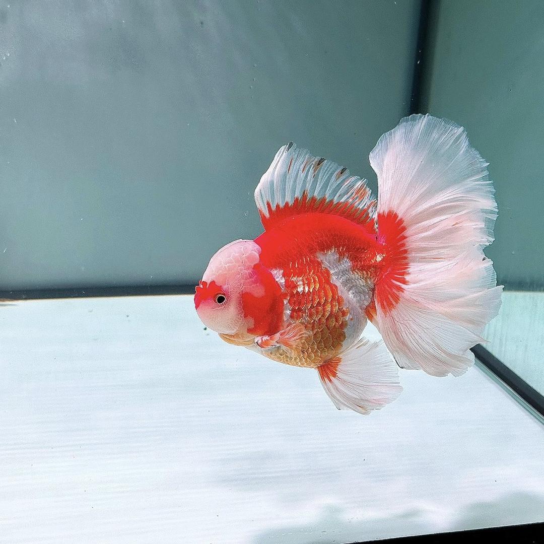 煜浚观赏鱼