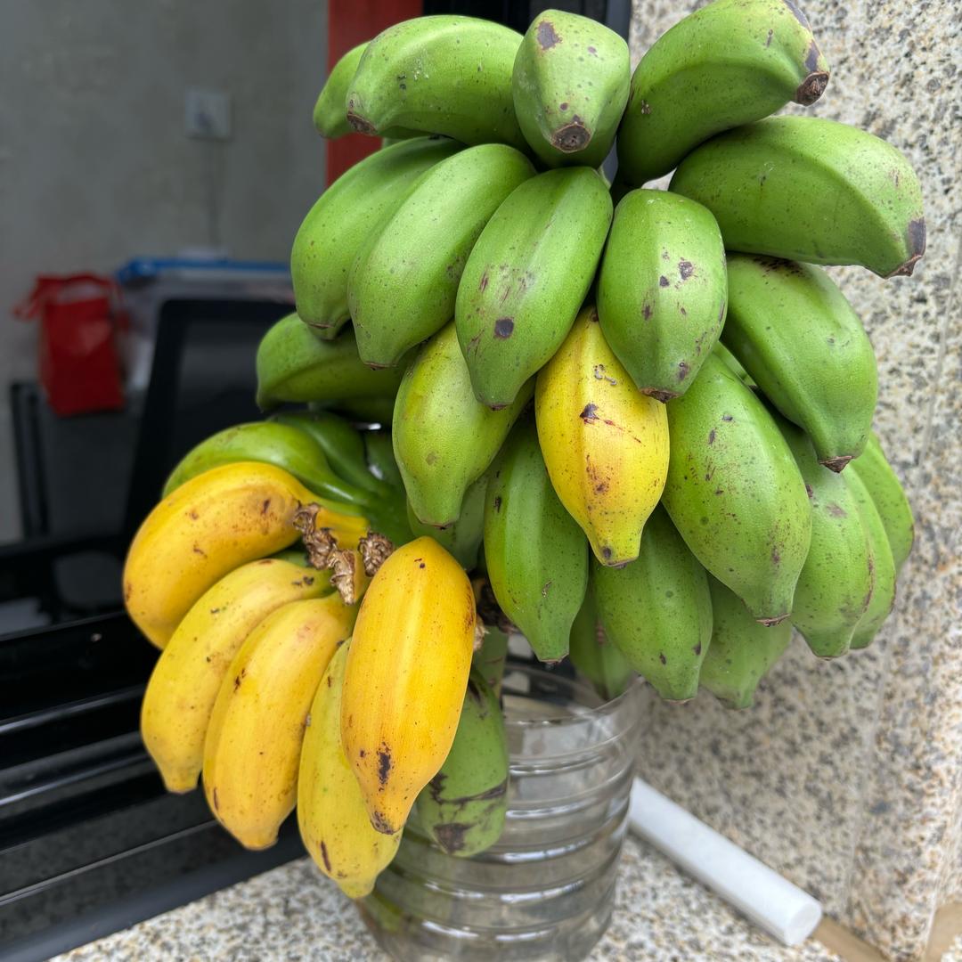 哆吃食疗