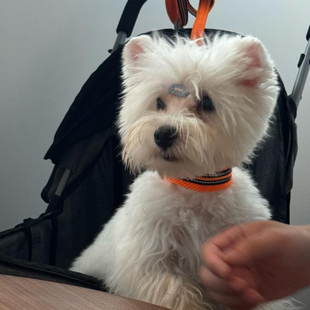 Oscar是只西高地