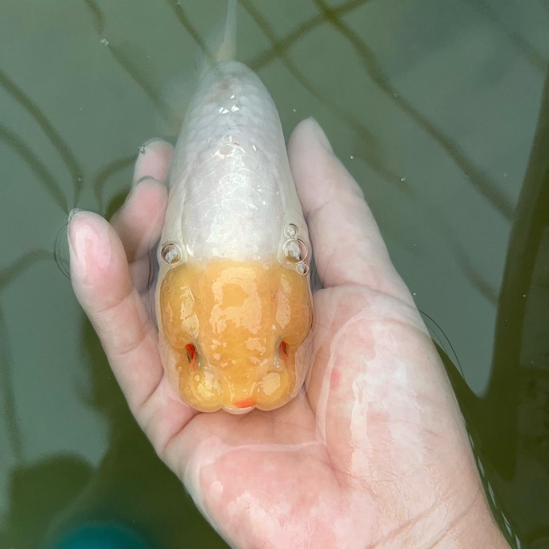 豫北鹏鹏金鱼养殖基地