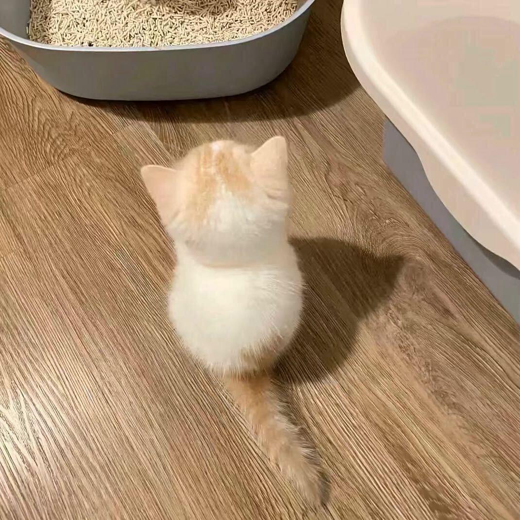 茈紊