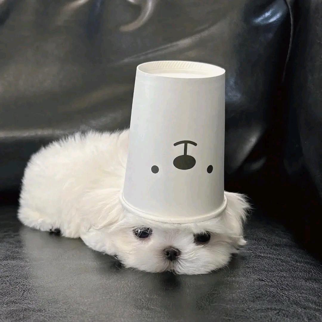 广智（企二代创业版）