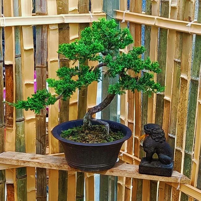 贝迪盆景园艺