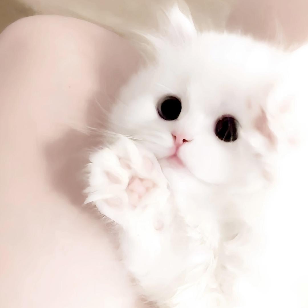 草莓招了