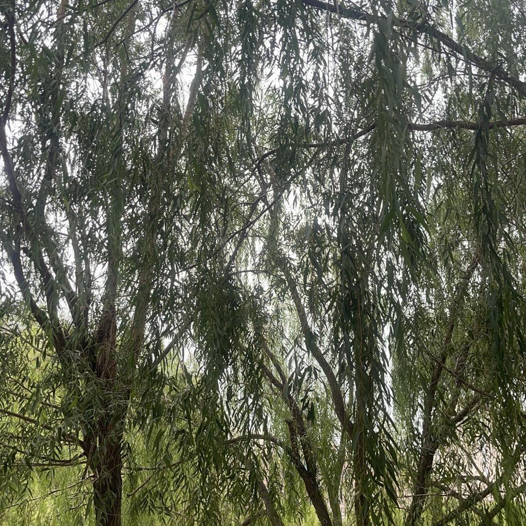 云水禅心