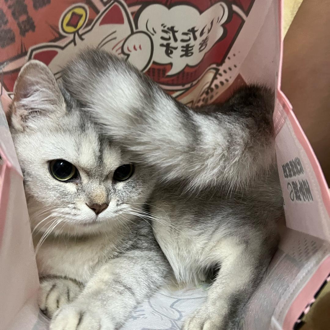 黄毅
