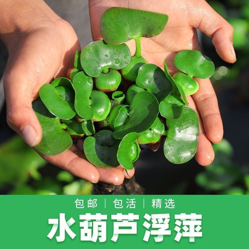 悠悠绿植