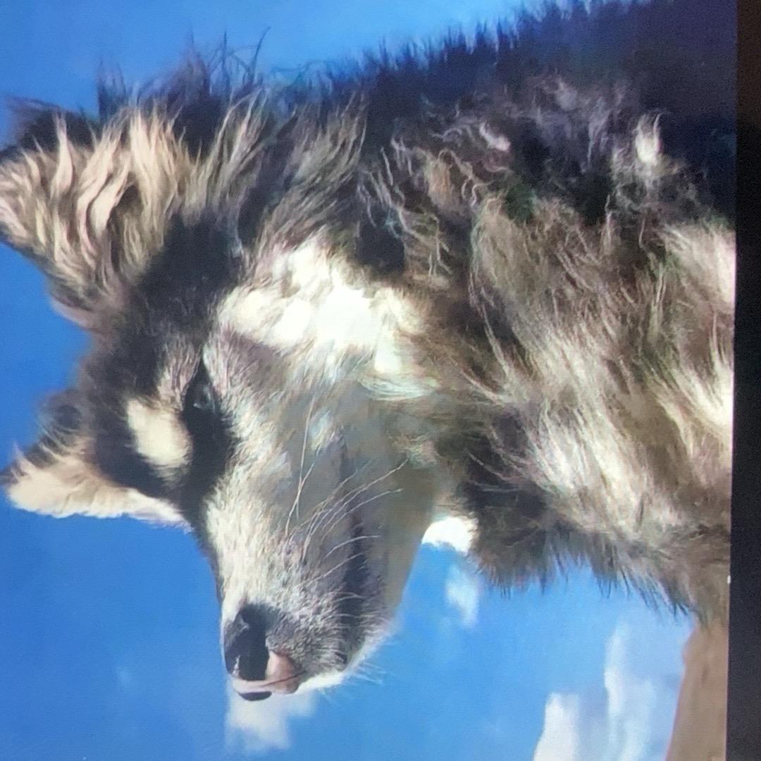 小鹿优选