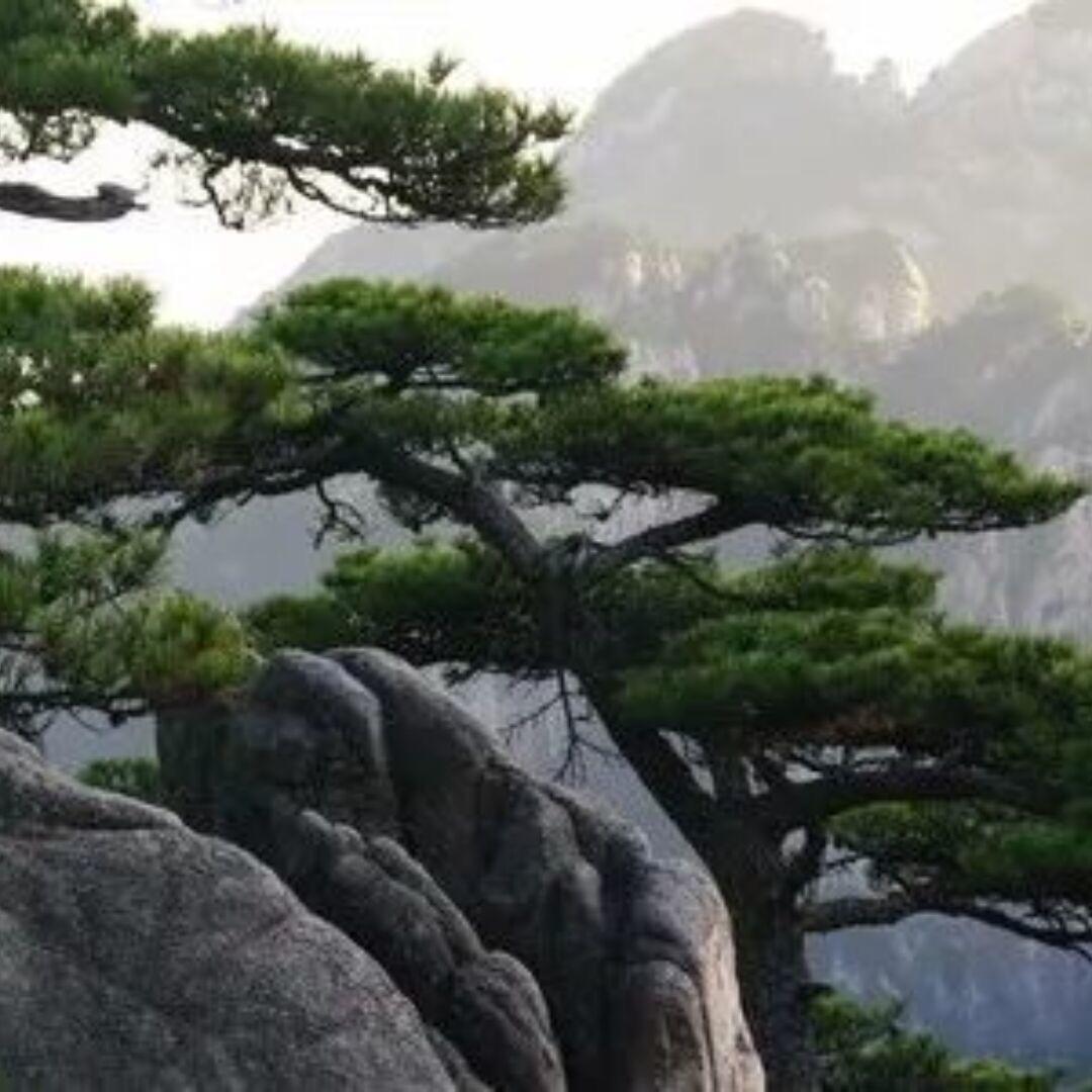 广阔的大地（🉑助力猫狗回家）