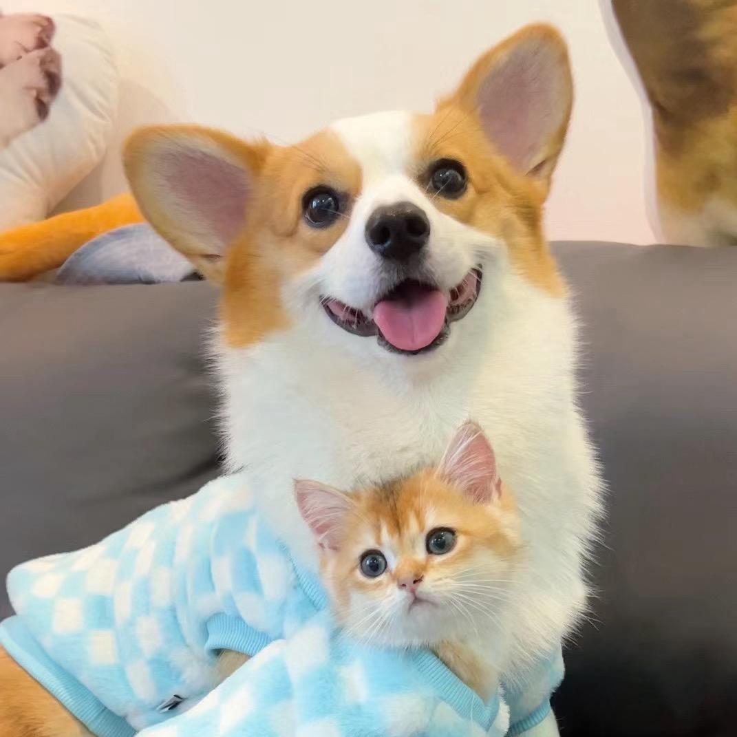 🐶的🐱宁
