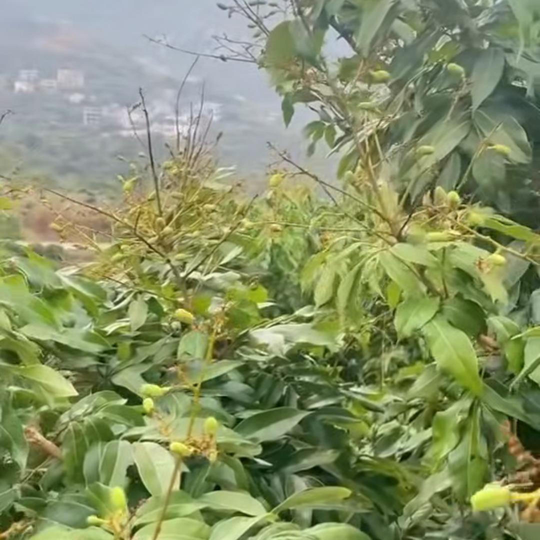丰稻农场