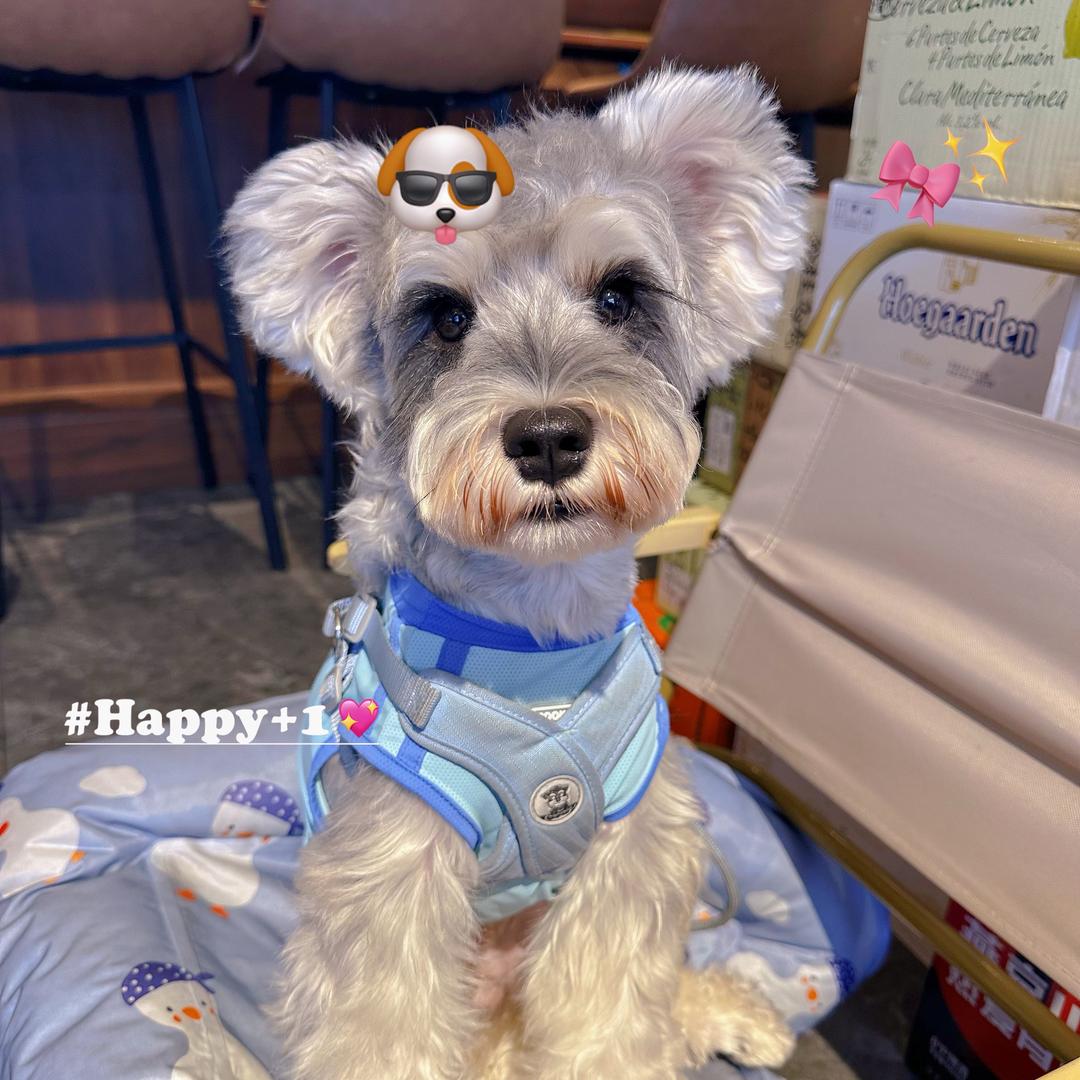 橙子🐕👩🏻‍🦯