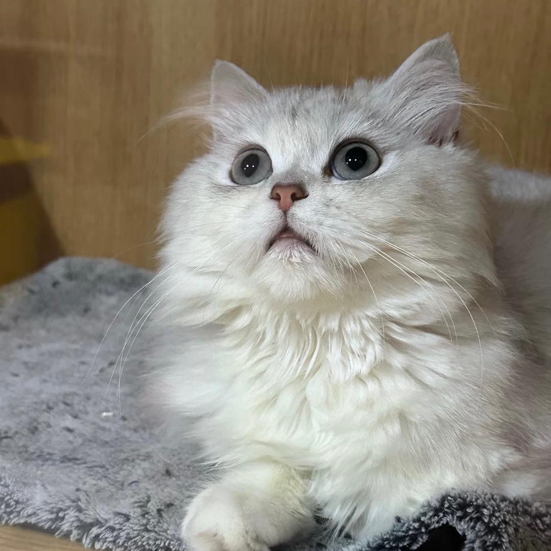 长安。