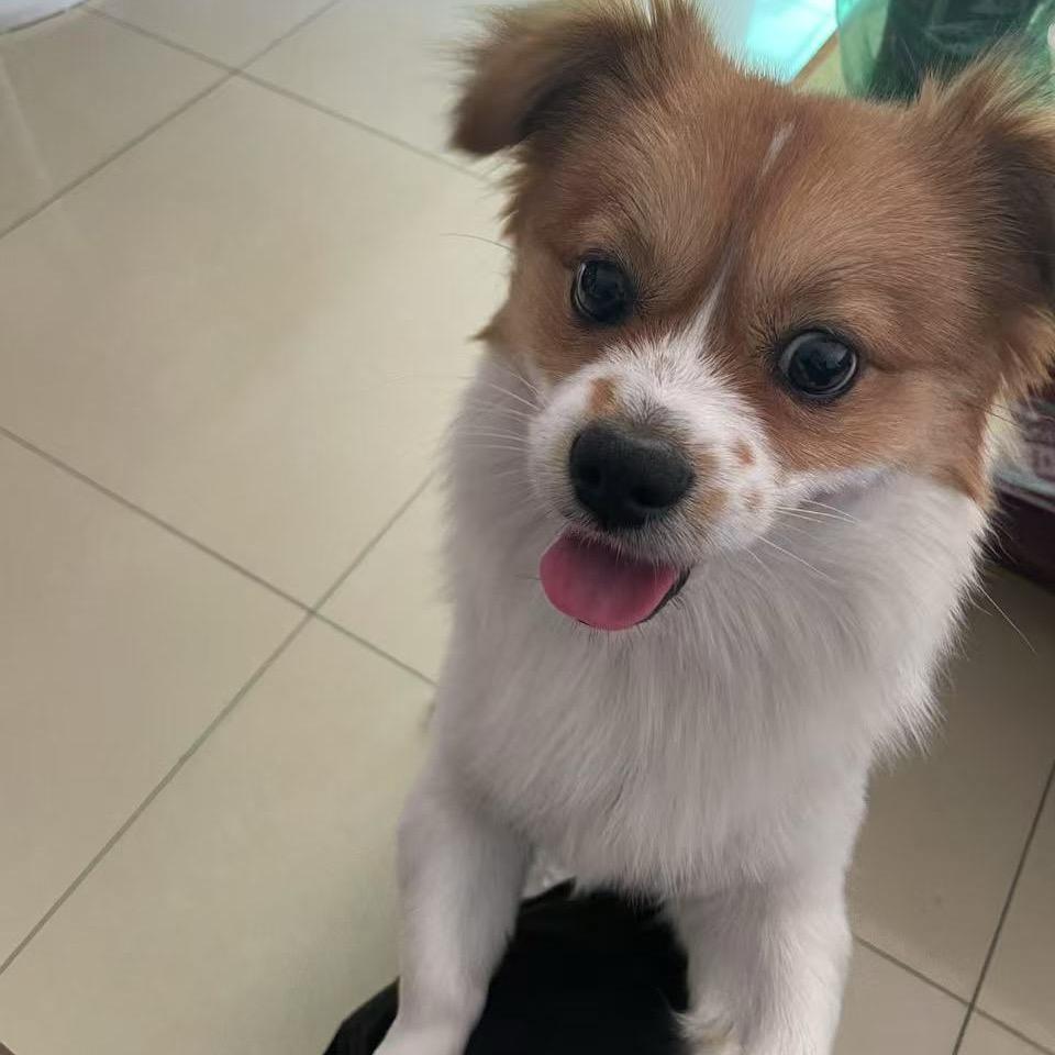 蛋
