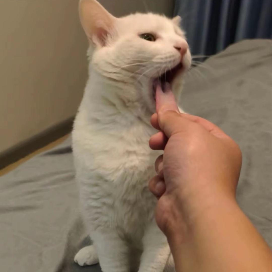 黑土
