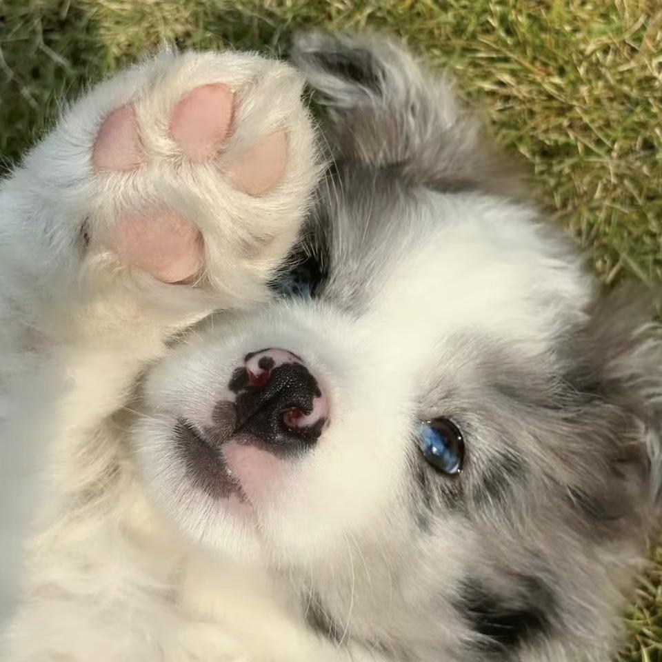 千禧家的萌犬公社